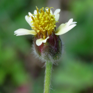 Tridax procumbens L. (Bouton blan)