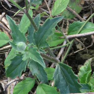  - Tridax procumbens L.