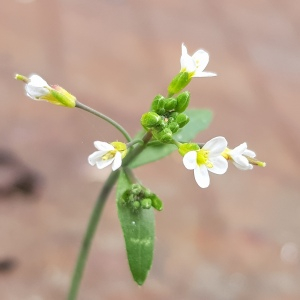 Photographie n°2353237 du taxon Arabidopsis thaliana (L.) Heynh.