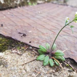 Photographie n°2353238 du taxon Arabidopsis thaliana (L.) Heynh.