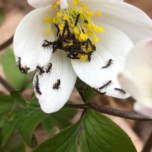 Photographie n°2353241 du taxon Anemone nemorosa L. [1753]