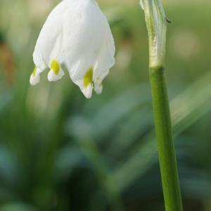 Photographie n°2353272 du taxon Leucojum vernum L. [1753]