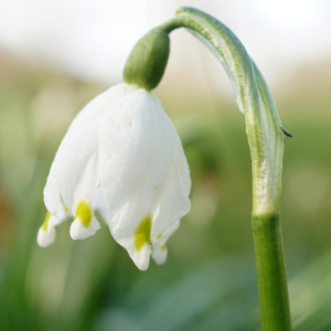 Photographie n°2353273 du taxon Leucojum vernum L. [1753]