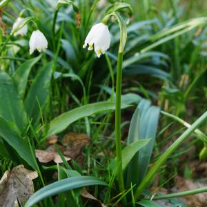 Photographie n°2353274 du taxon Leucojum vernum L. [1753]