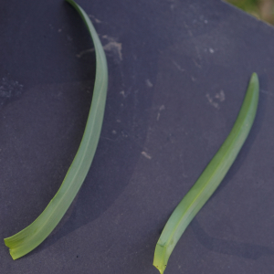 Photographie n°2353280 du taxon Leucojum vernum L. [1753]