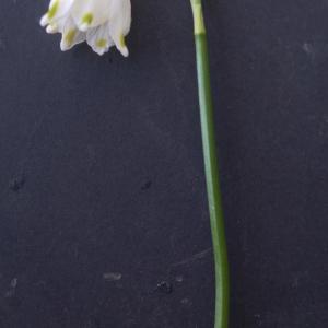 Photographie n°2353281 du taxon Leucojum vernum L. [1753]