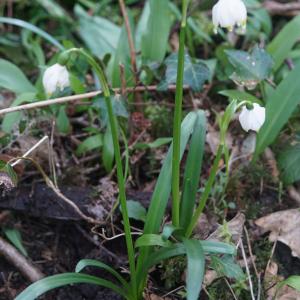 Photographie n°2353282 du taxon Leucojum vernum L. [1753]