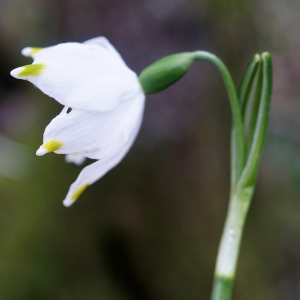 Photographie n°2353287 du taxon Leucojum vernum L. [1753]