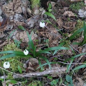 Photographie n°2353288 du taxon Leucojum vernum L. [1753]