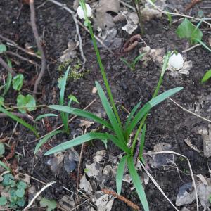 Photographie n°2353289 du taxon Leucojum vernum L. [1753]