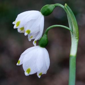 Photographie n°2353290 du taxon Leucojum vernum L. [1753]