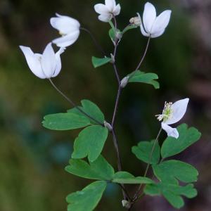 Photographie n°2353321 du taxon Leucojum vernum L. [1753]