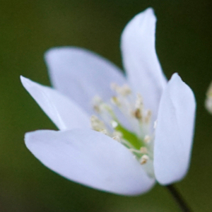 Photographie n°2353322 du taxon Leucojum vernum L. [1753]