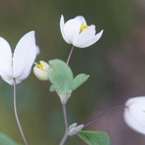 Photographie n°2353325 du taxon Leucojum vernum L. [1753]