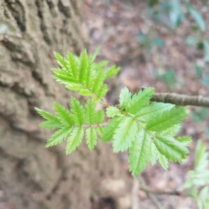 Photographie n°2353338 du taxon Sorbus aucuparia L. [1753]