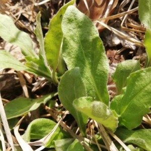 Photographie n°2353360 du taxon Calendula arvensis L. [1763]