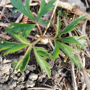 Photographie n°2353415 du taxon Anemone nemorosa L. [1753]