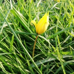 Photographie n°2353417 du taxon Tulipa sylvestris L. [1753]