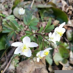 Photographie n°2353421 du taxon Anemone nemorosa L. [1753]