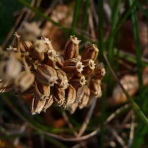 Photographie n°2353460 du taxon Neottia nidus-avis (L.) Rich. [1817]