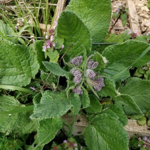 Photographie n°2353465 du taxon Borago officinalis L. [1753]