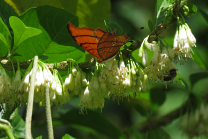 Claire Felloni, le 29 janvier 2020 (Capesterre-Belle-Eau (Grand Etang))
