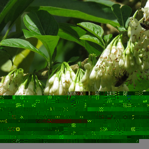 Acnistus arborescens (L.) Schldl. (Galán arboreo)