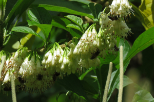 Claire Felloni, le 29 janvier 2020 (Capesterre-Belle-Eau (Grand Etang))