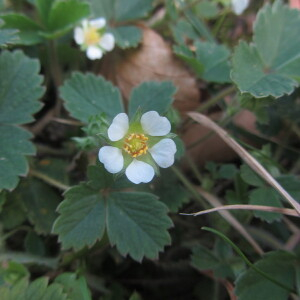 Photographie n°2353554 du taxon Potentilla sterilis (L.) Garcke [1856]