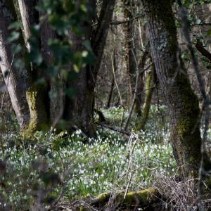 Photographie n°2353587 du taxon Galanthus nivalis L. [1753]
