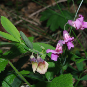 Photographie n°2353636 du taxon Lathyrus niger subsp. niger