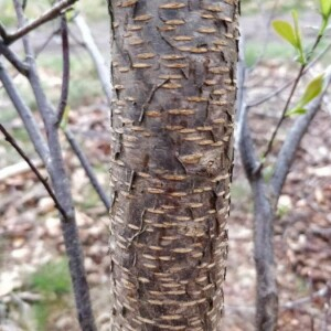 Photographie n°2353662 du taxon Prunus serotina Ehrh. [1784]