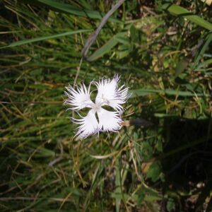 Photographie n°2353687 du taxon Dianthus hyssopifolius L. [1755]