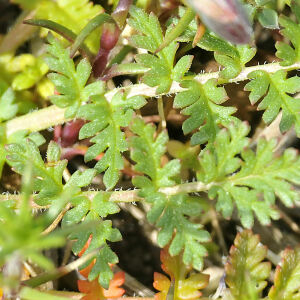 Photographie n°2353689 du taxon Erodium cicutarium (L.) L'Hér.