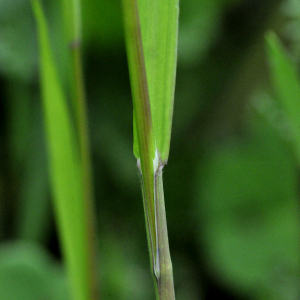 Photographie n°2353697 du taxon Anisantha sterilis (L.) Nevski [1934]