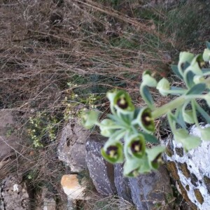 Photographie n°2353706 du taxon Euphorbia characias L. [1753]