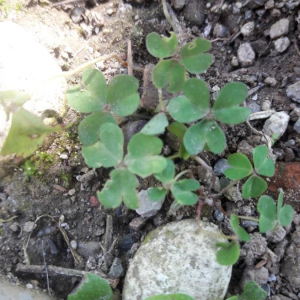 Photographie n°2353731 du taxon Oxalis fontana Bunge [1835]