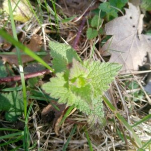 Photographie n°2353783 du taxon Lamium maculatum (L.) L. [1763]