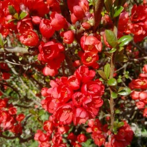 Photographie n°2353786 du taxon Chaenomeles speciosa (Sweet) Nakai [1929]