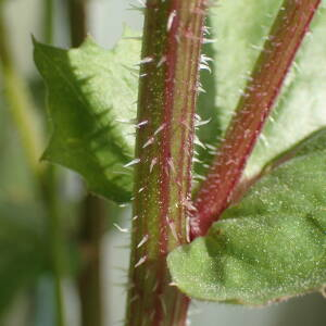 Photographie n°2353789 du taxon Urospermum picroides (L.) Scop. ex F.W.Schmidt [1795]