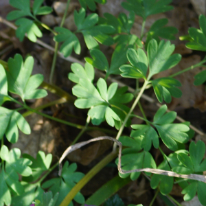 Photographie n°2353800 du taxon Corydalis solida (L.) Clairv.