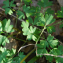  Liliane Roubaudi - Corydalis solida (L.) Clairv.