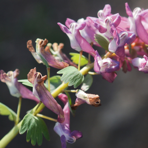 Photographie n°2353801 du taxon Corydalis solida (L.) Clairv.