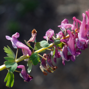 Photographie n°2353804 du taxon Corydalis solida (L.) Clairv.