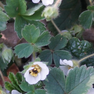 Photographie n°2353805 du taxon Potentilla sterilis (L.) Garcke [1856]