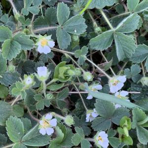 Photographie n°2353806 du taxon Potentilla sterilis (L.) Garcke [1856]