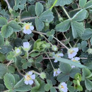 Photographie n°2353808 du taxon Potentilla sterilis (L.) Garcke [1856]