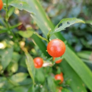 Photographie n°2353888 du taxon Solanum pseudocapsicum L. [1753]