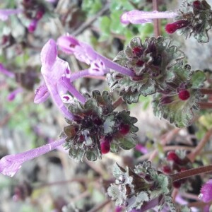 Photographie n°2353902 du taxon Lamium amplexicaule L.