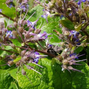 Photographie n°2353931 du taxon Trachystemon orientalis (L.) G.Don [1838]